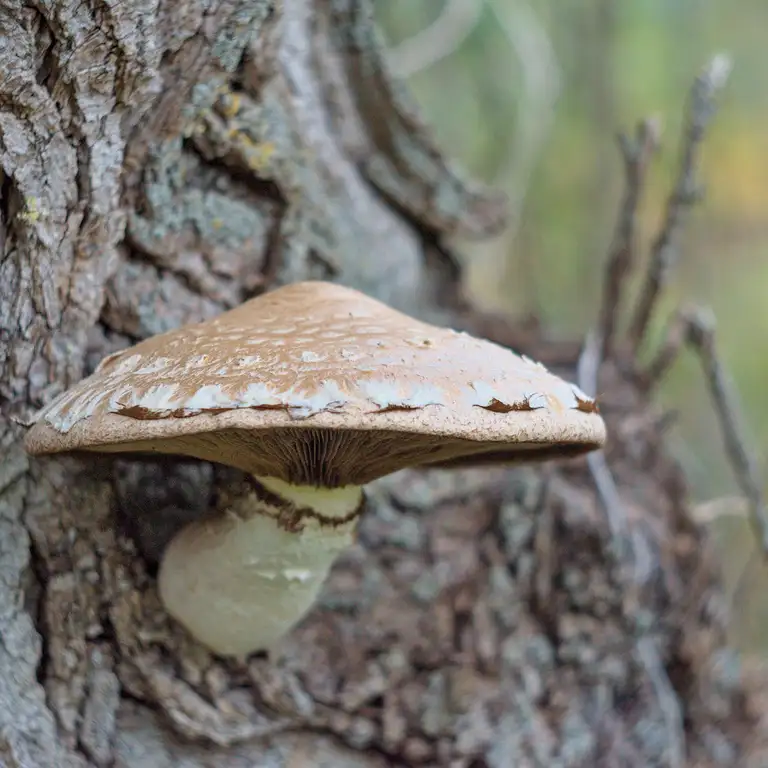 Nature photos near Szikszóstó