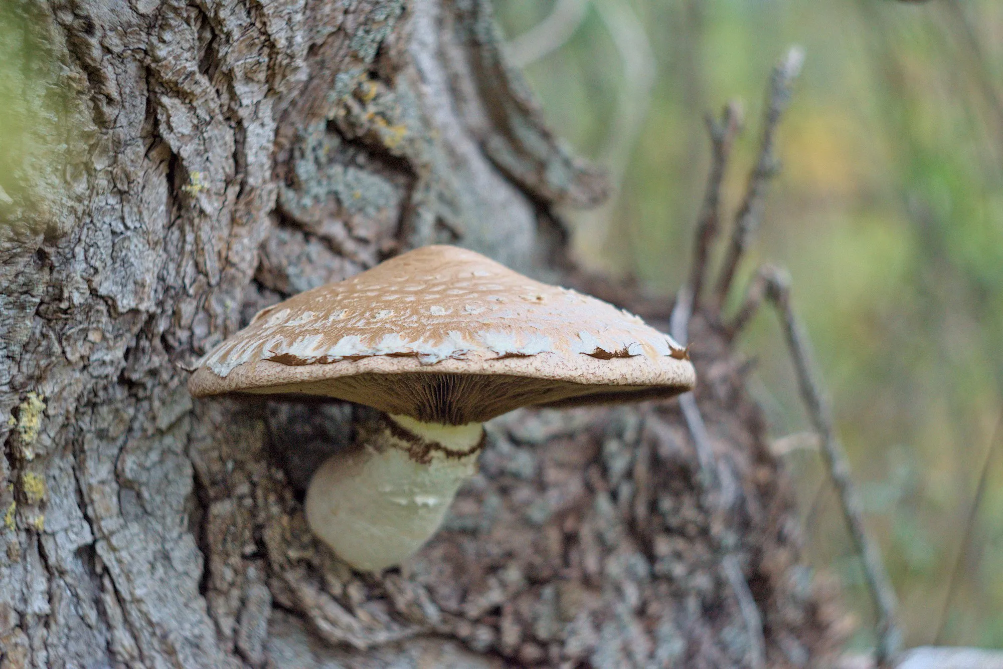 Nature photos near Szikszóstó