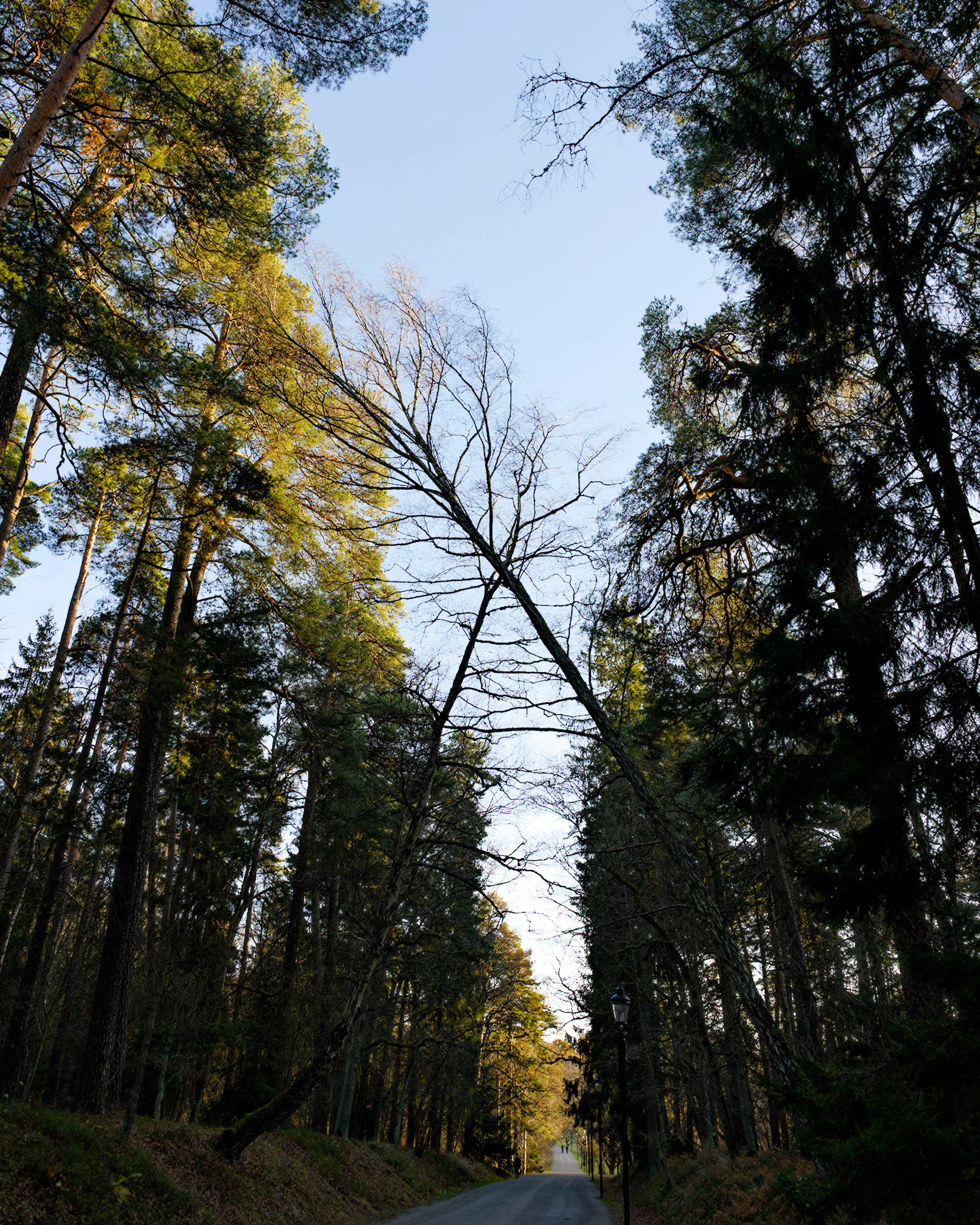 Afternoon walk in Hagaparken