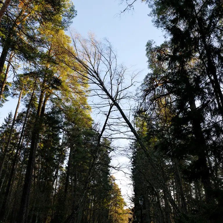 Afternoon walk in Hagaparken