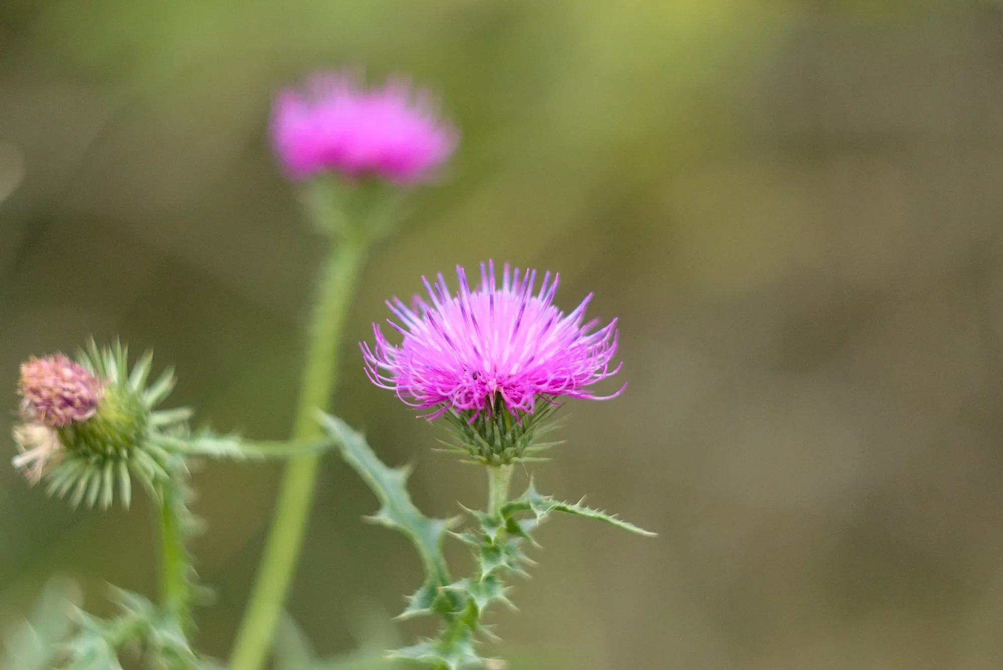 Nature photos near Szikszóstó