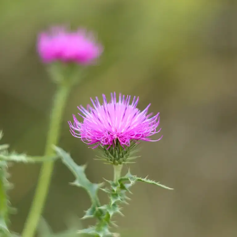 Nature photos near Szikszóstó