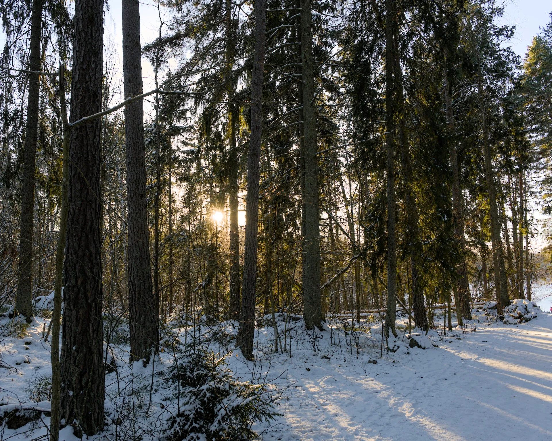 Judarnskogen in snow