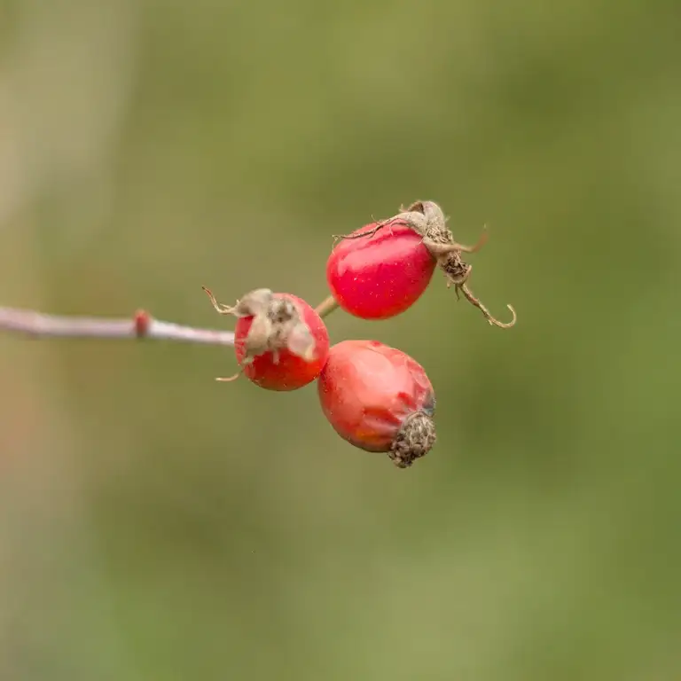 Nature photos near Szikszóstó