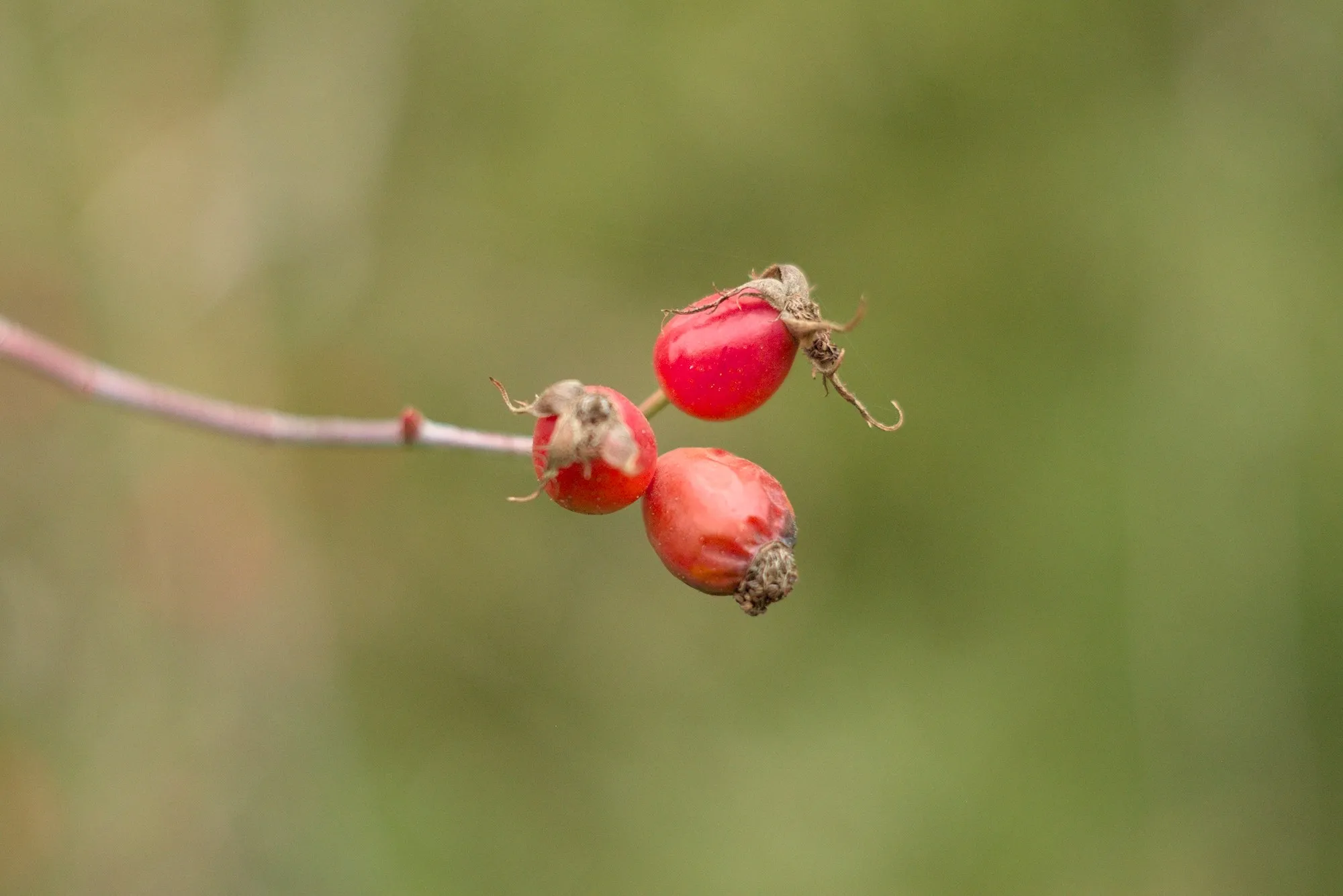 Nature photos near Szikszóstó