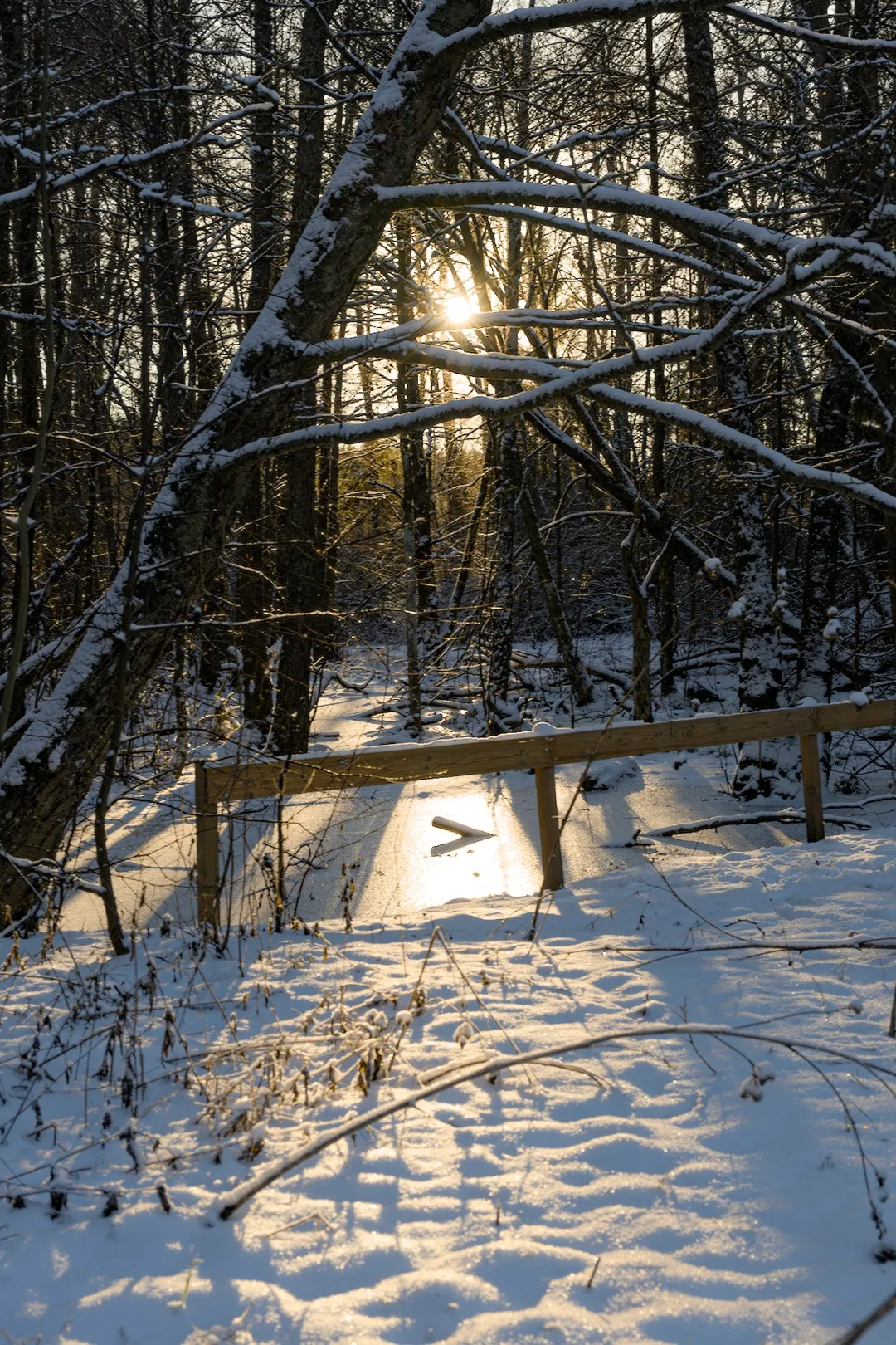 Judarnskogen in snow