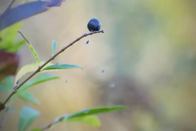 Autumn close-ups near Algyő