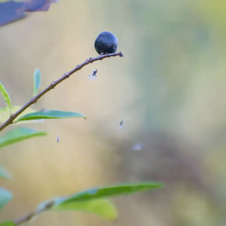 Autumn close-ups near Algyő