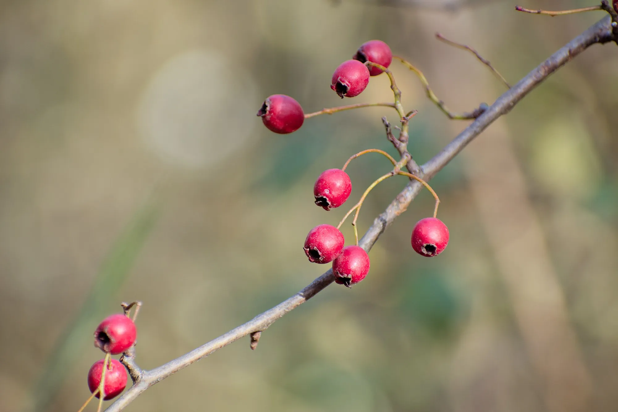 Autumn close-ups near Algyő