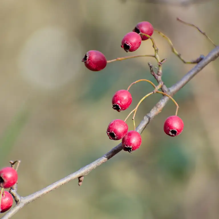 Autumn close-ups near Algyő