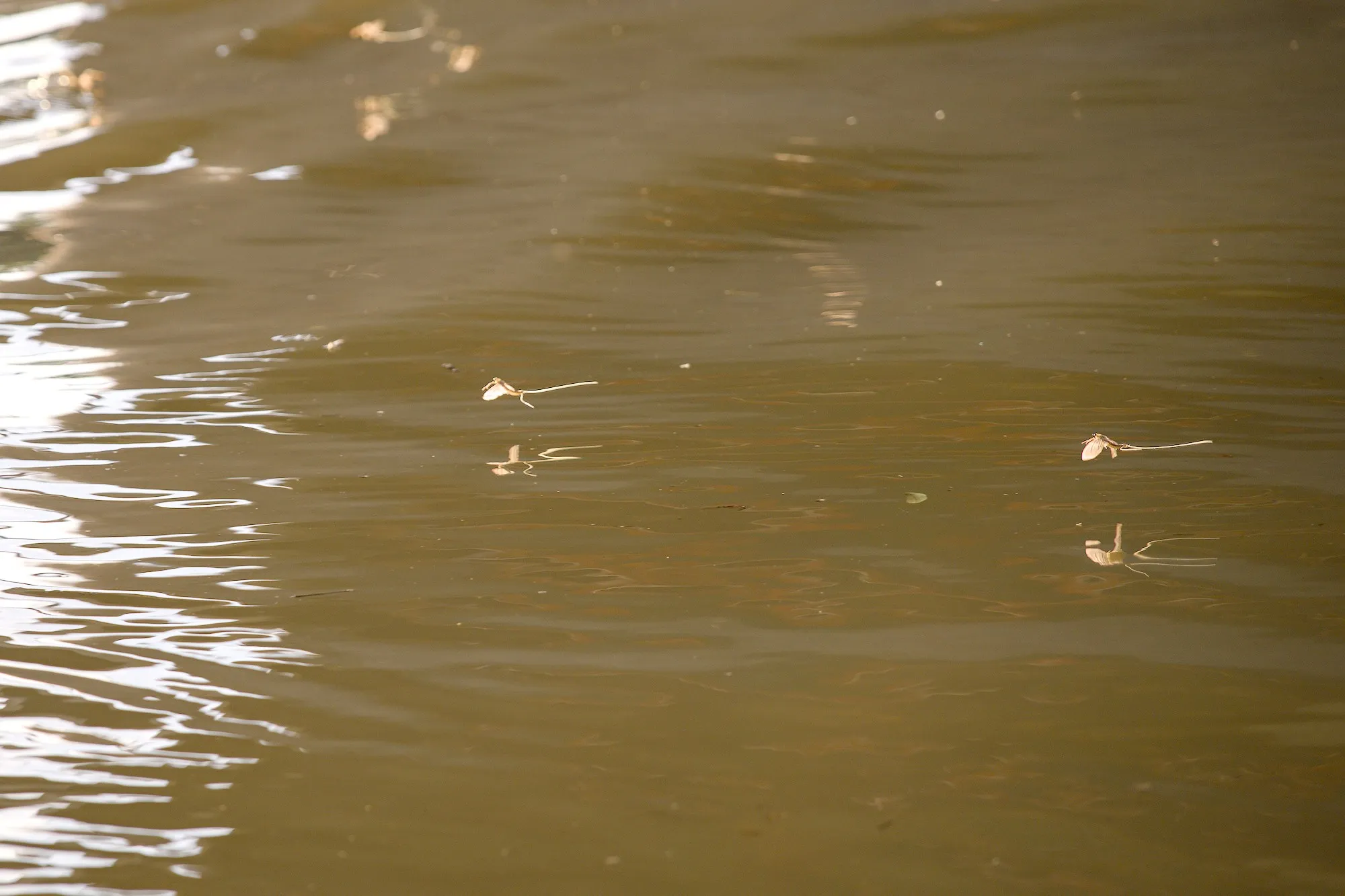 Mayflies over the Tisza