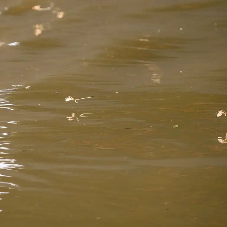 Mayflies over the Tisza