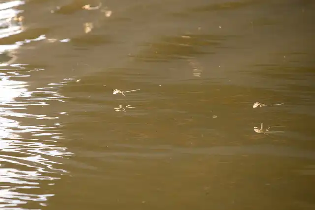 Mayflies over the Tisza