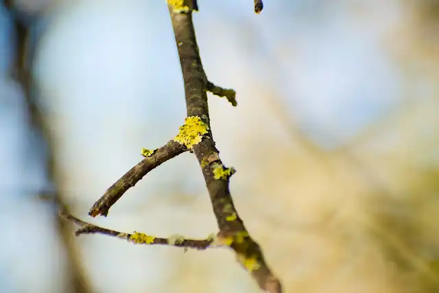 Autumn close-ups near Algyő