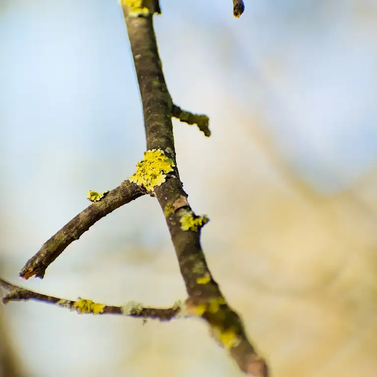 Autumn close-ups near Algyő