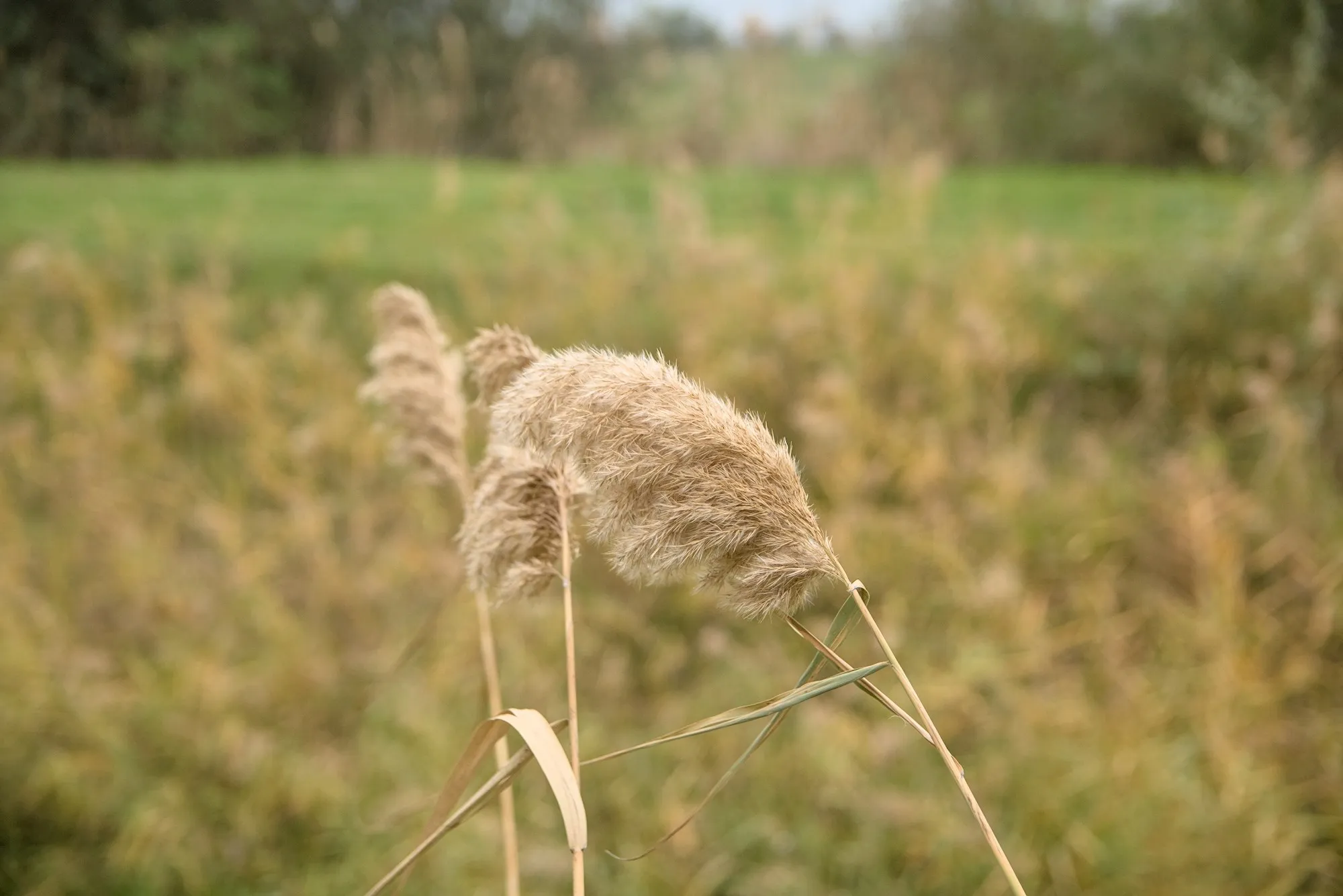 Nature photos near Szikszóstó