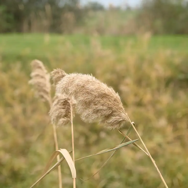 Nature photos near Szikszóstó