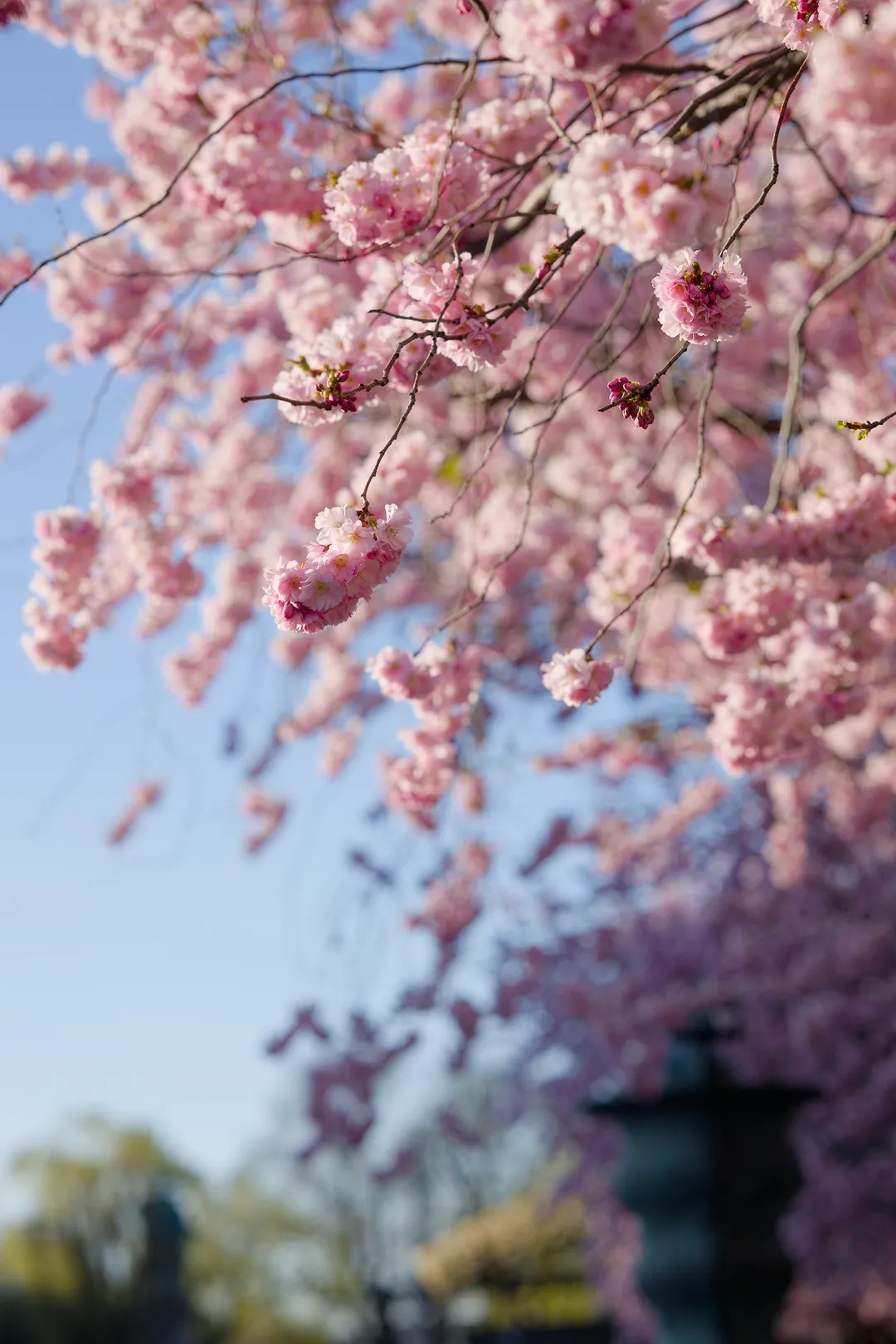 Blossomming cherry trees in Kunsträdgården