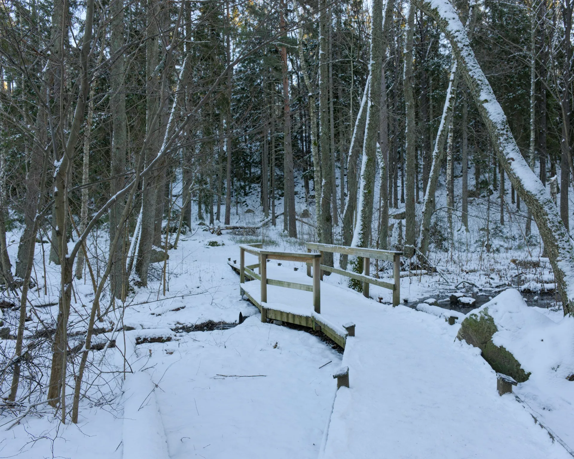 Judarnskogen in snow