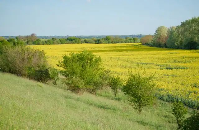 Yellow fields