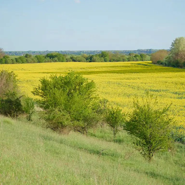 Yellow fields