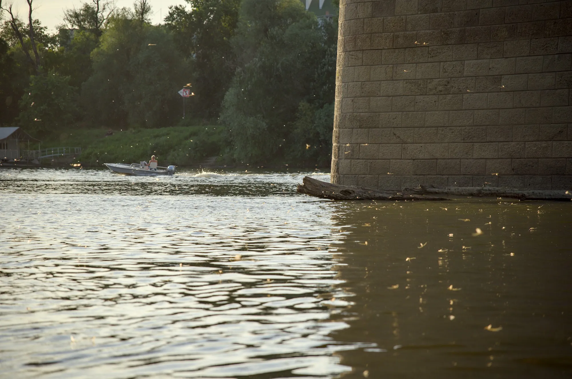 Mayflies over the Tisza