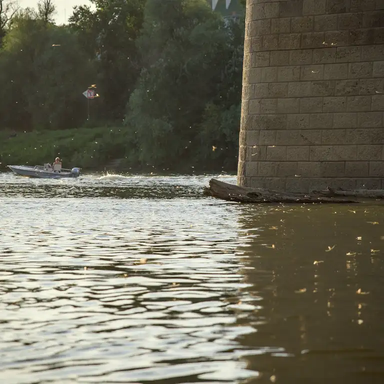 Mayflies over the Tisza