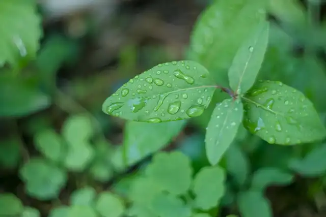 Nature photos near Szikszóstó