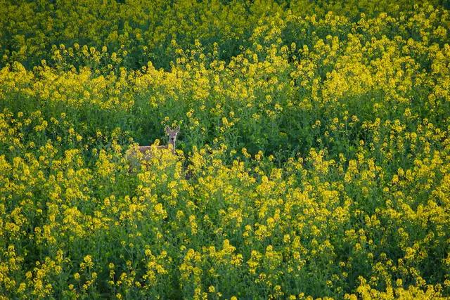 Yellow fields