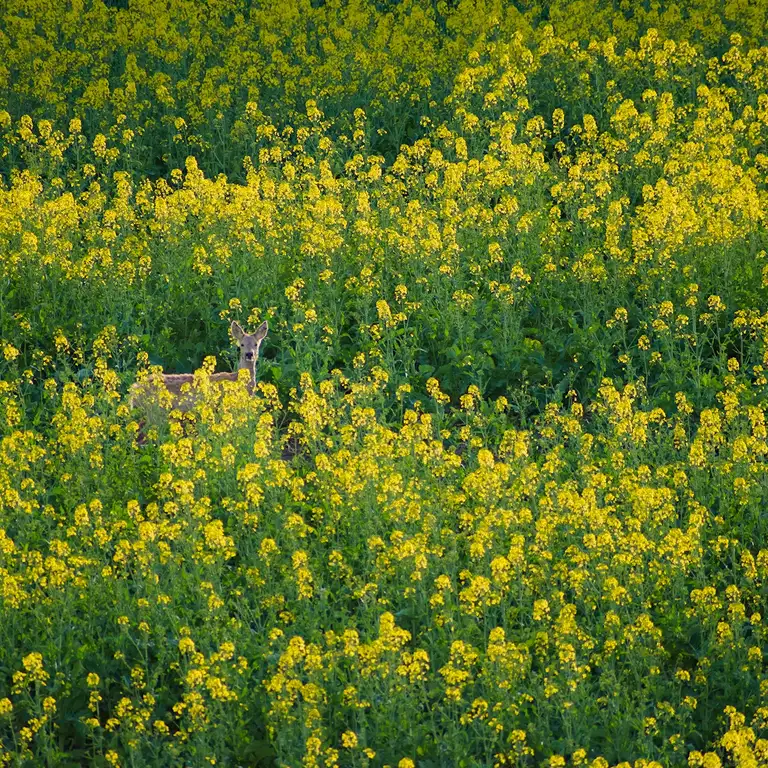 Yellow fields