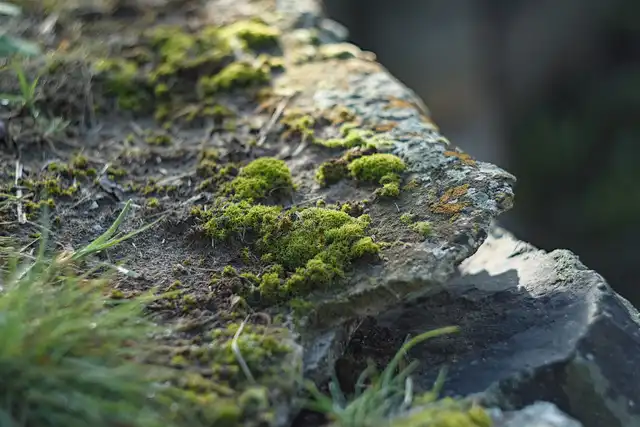 Nature photos near Szikszóstó