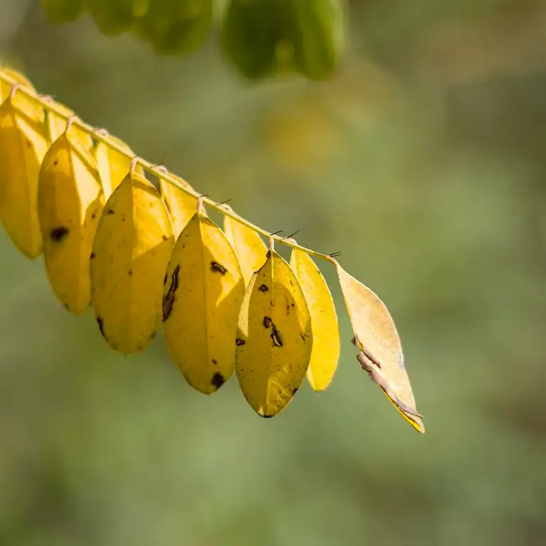 Nature photos near Szikszóstó