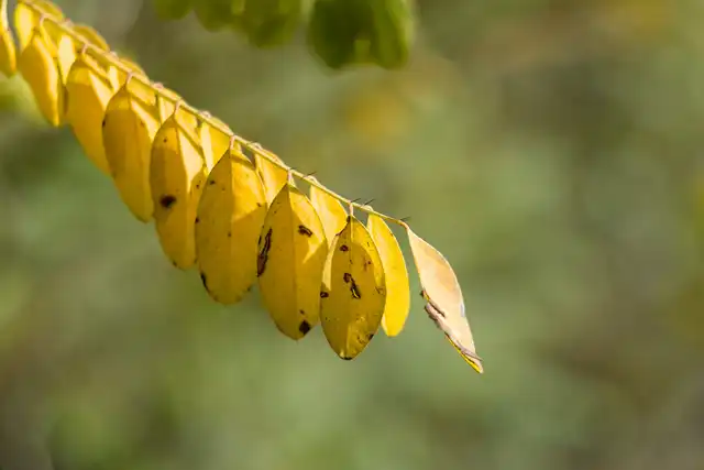 Nature photos near Szikszóstó