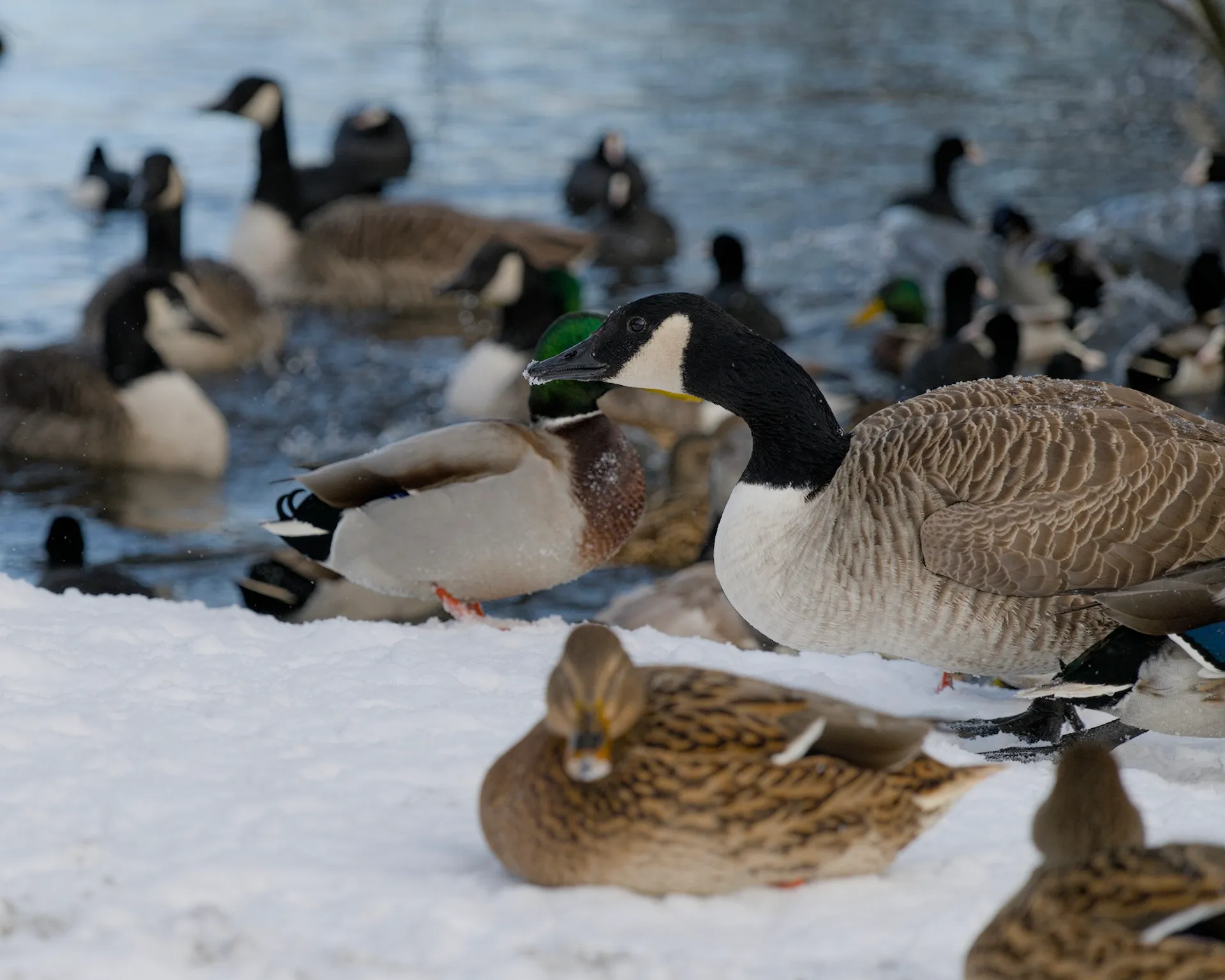 Snow in Sundbyberg