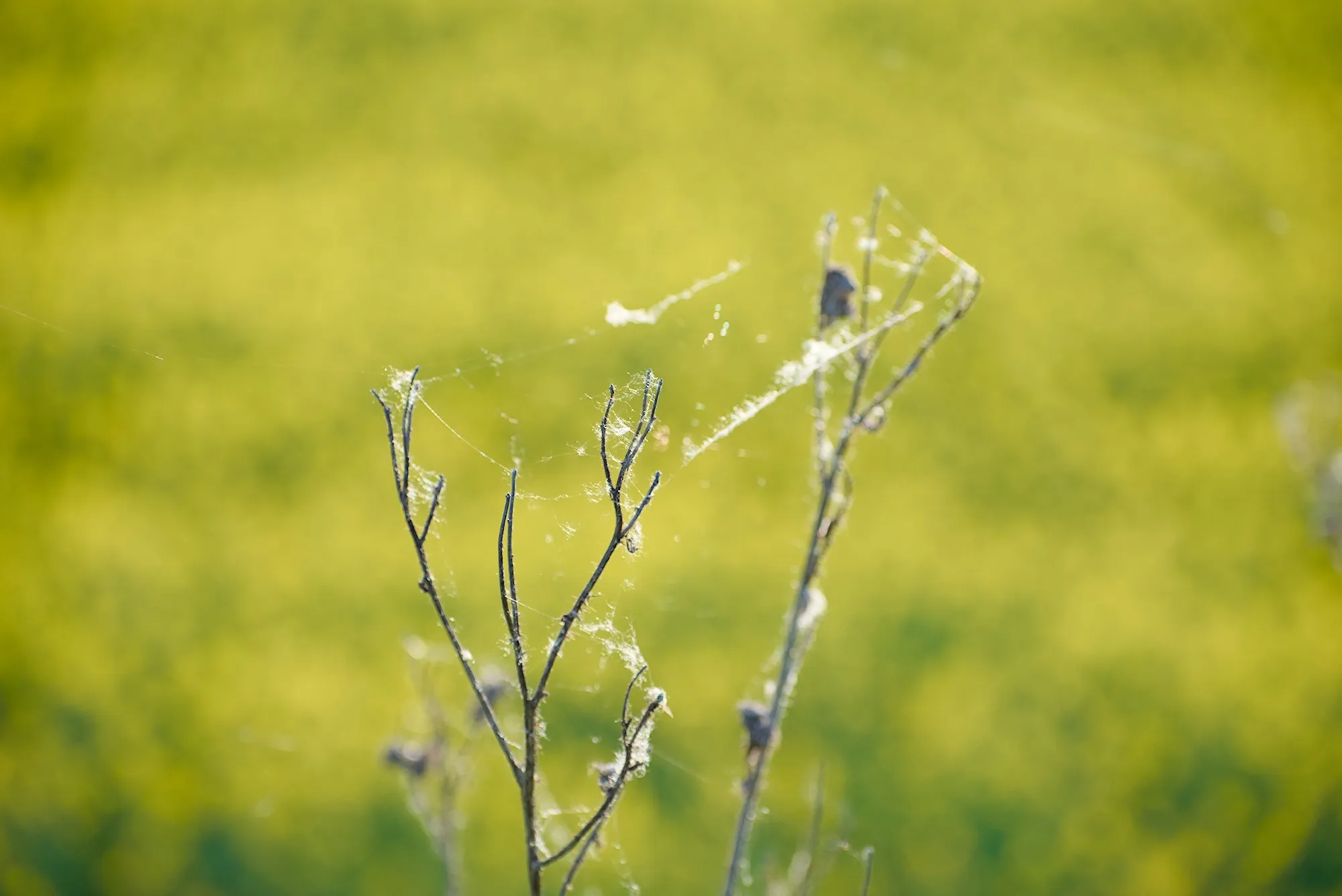 Yellow fields