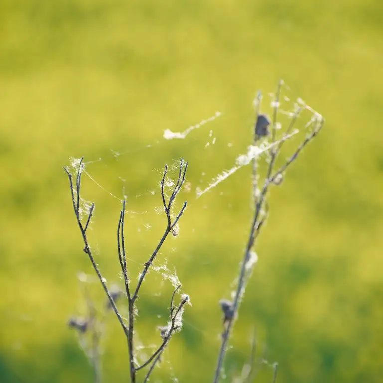 Yellow fields