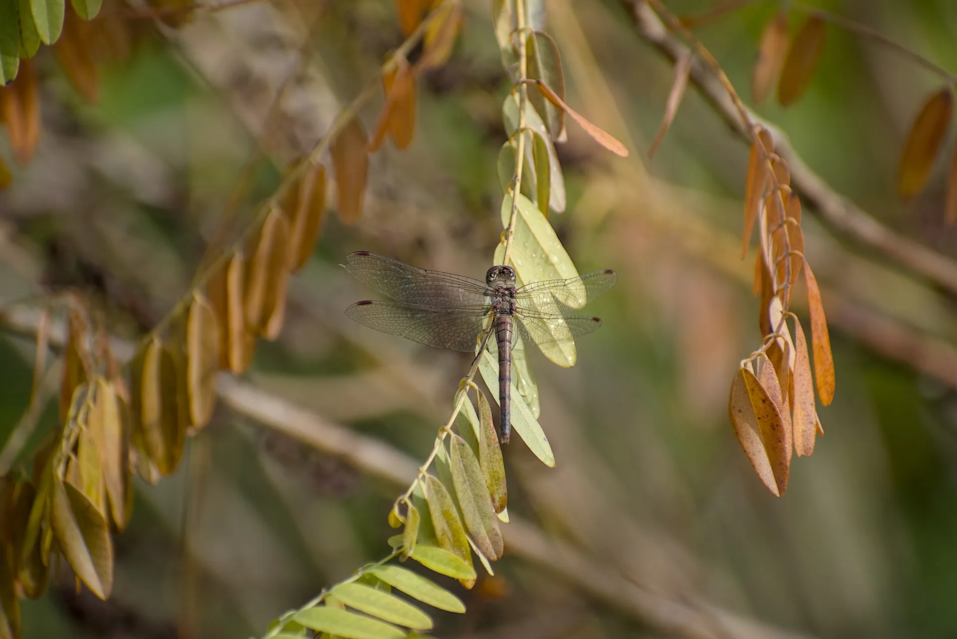 Nature photos near Szikszóstó