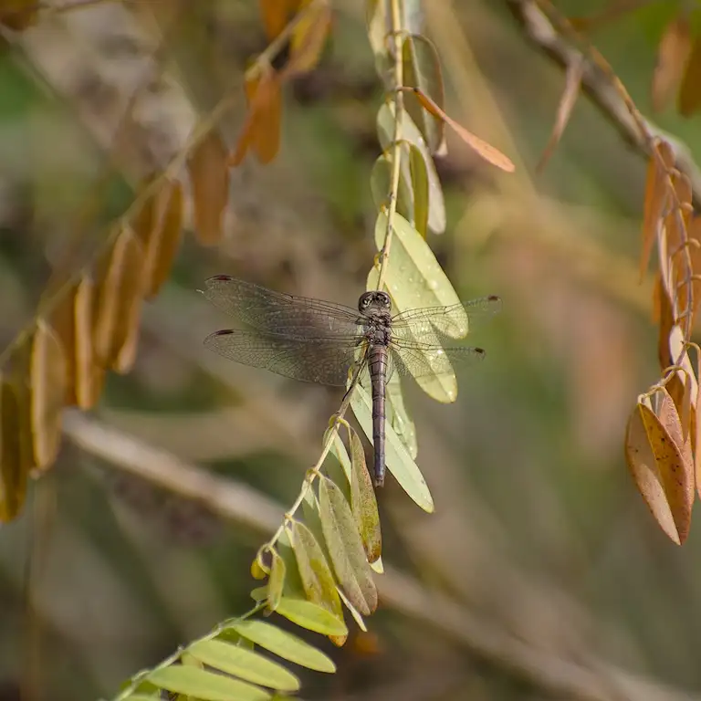 Nature photos near Szikszóstó