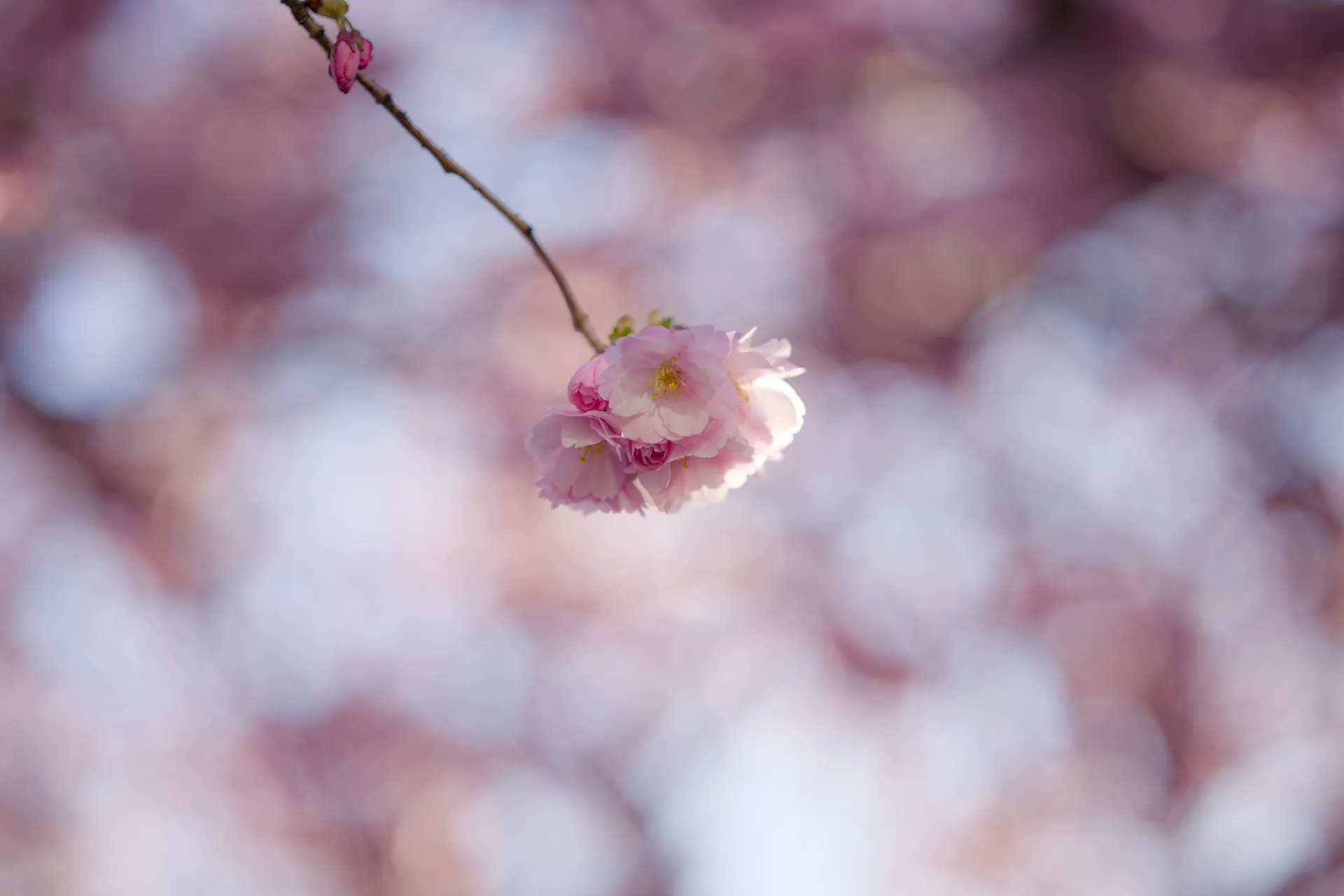 Blossomming cherry trees in Kunsträdgården