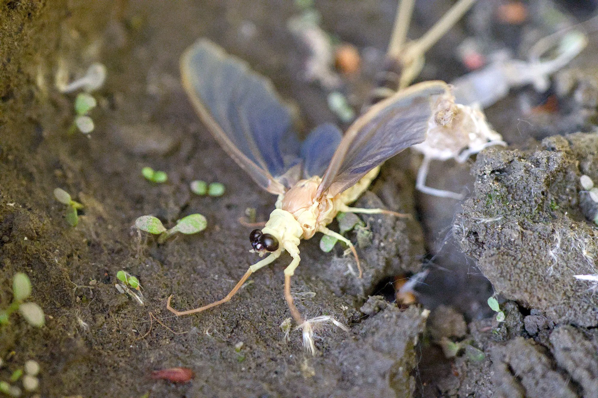 Mayflies over the Tisza