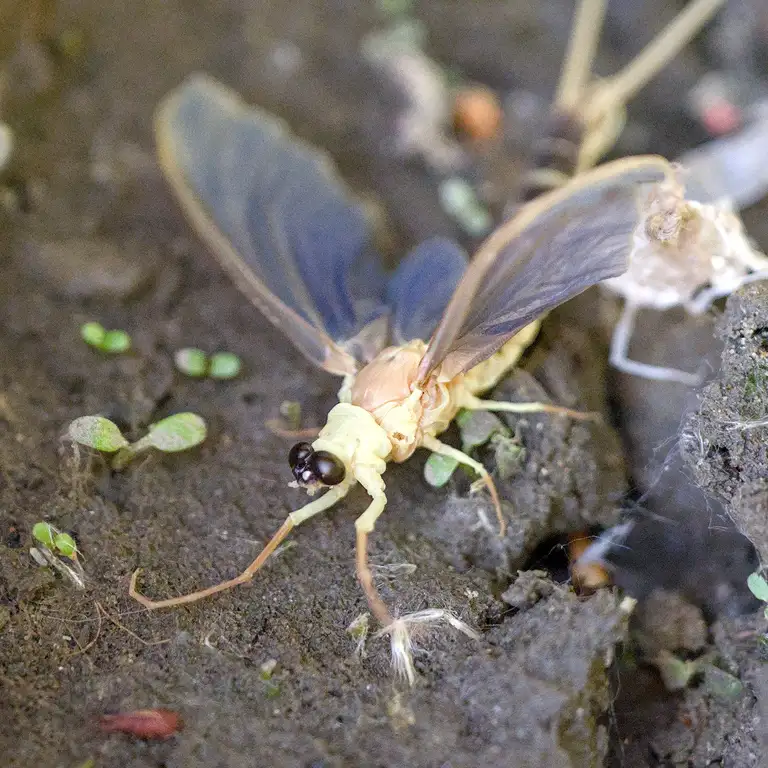 Mayflies over the Tisza