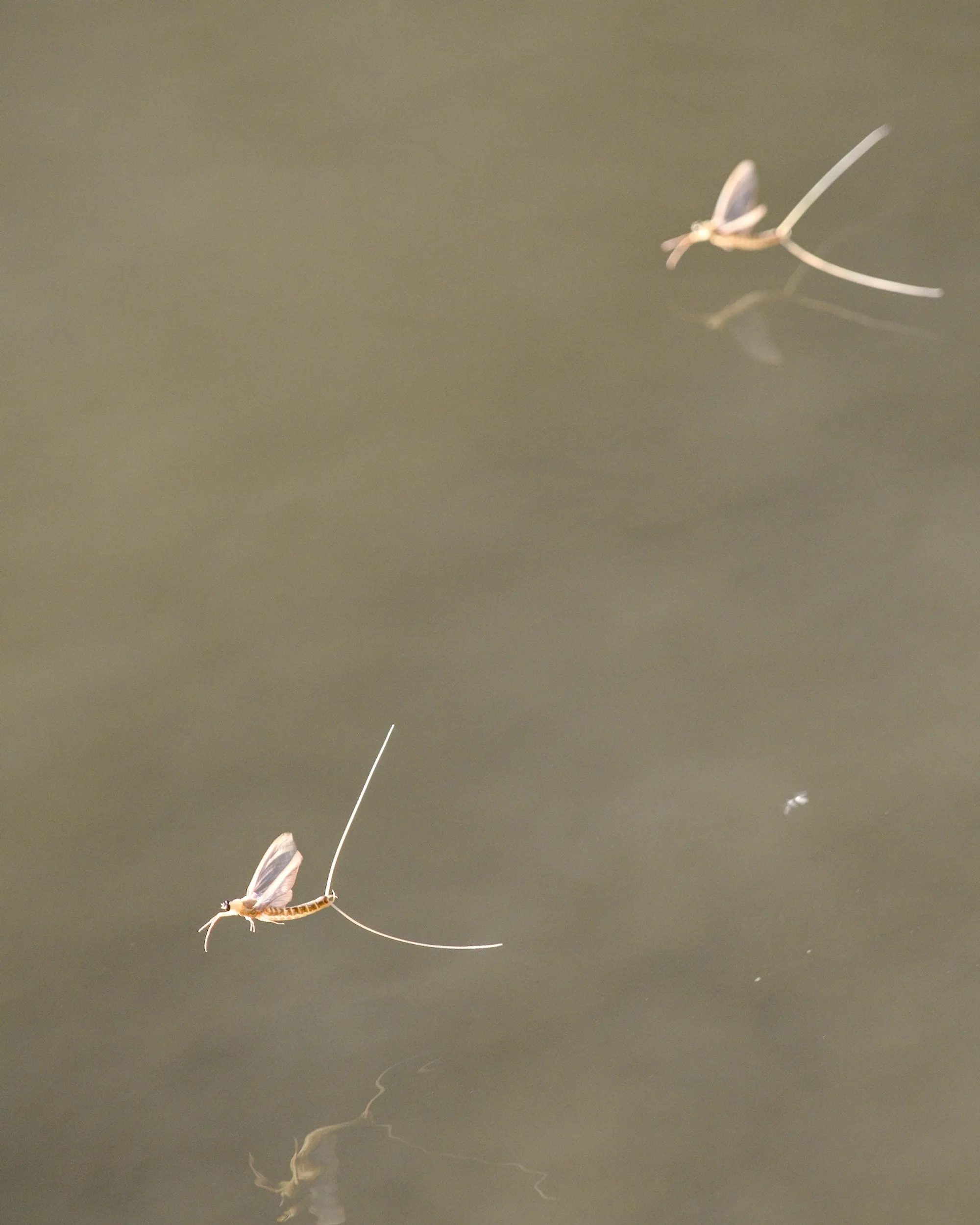 Mayflies over the Tisza