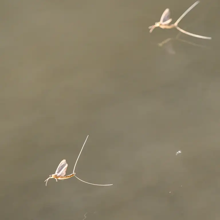 Mayflies over the Tisza