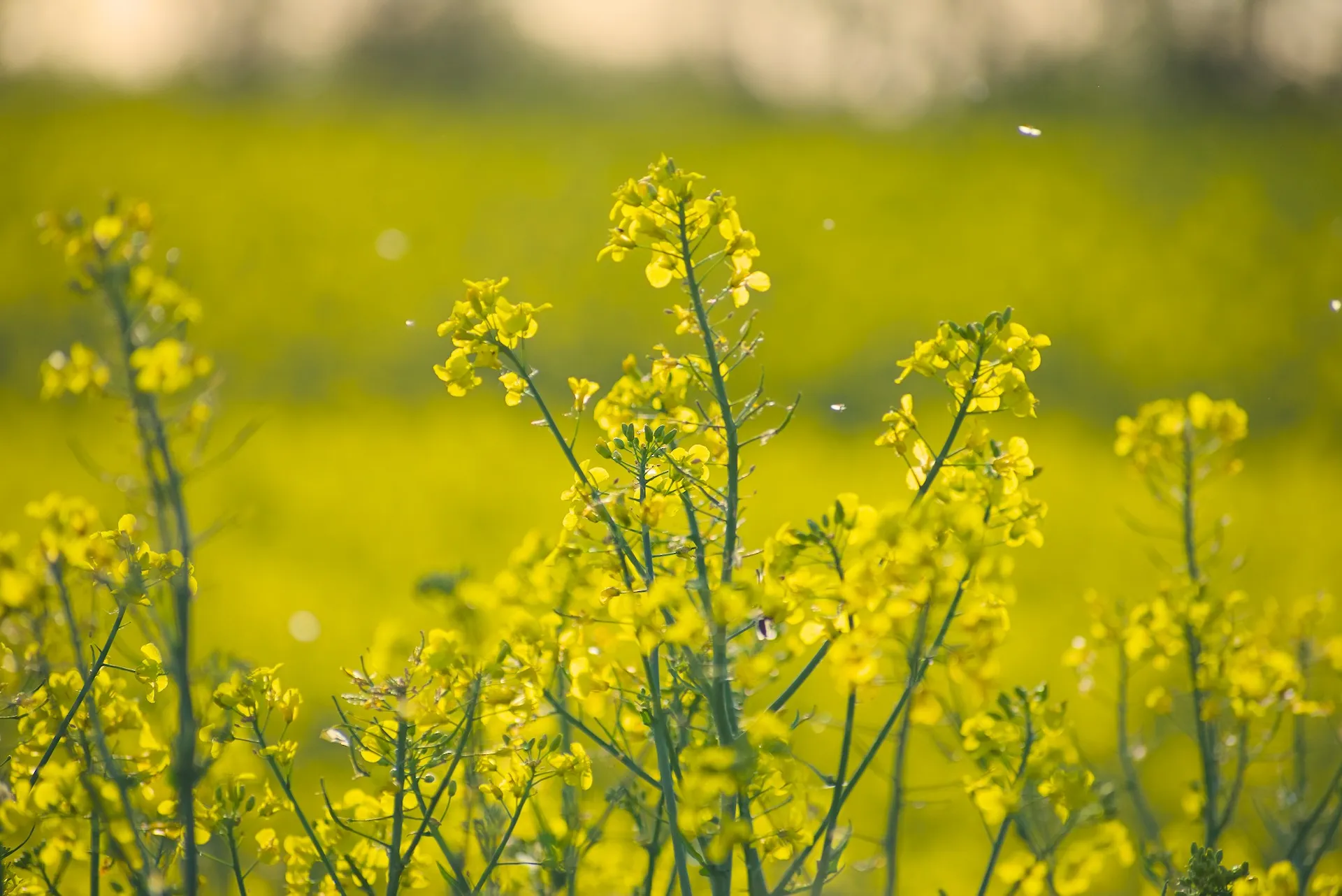 Yellow fields