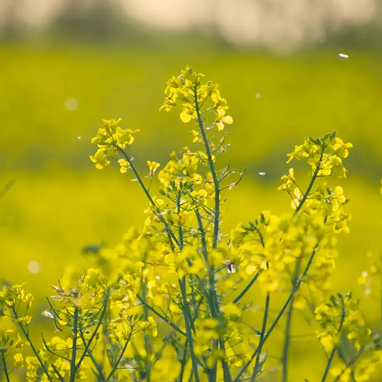 Yellow fields