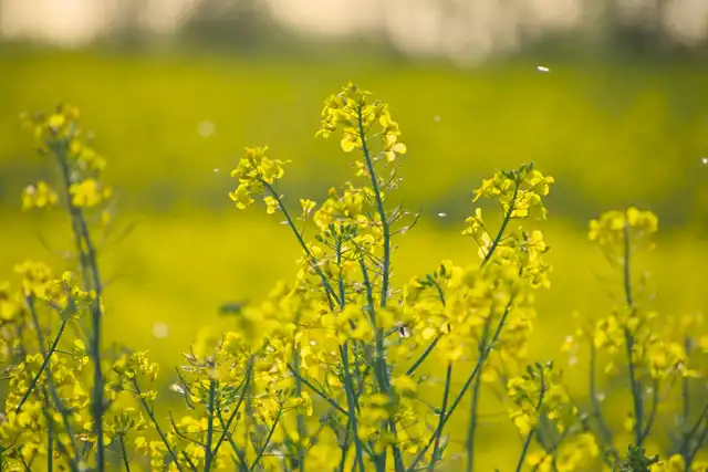 Yellow fields