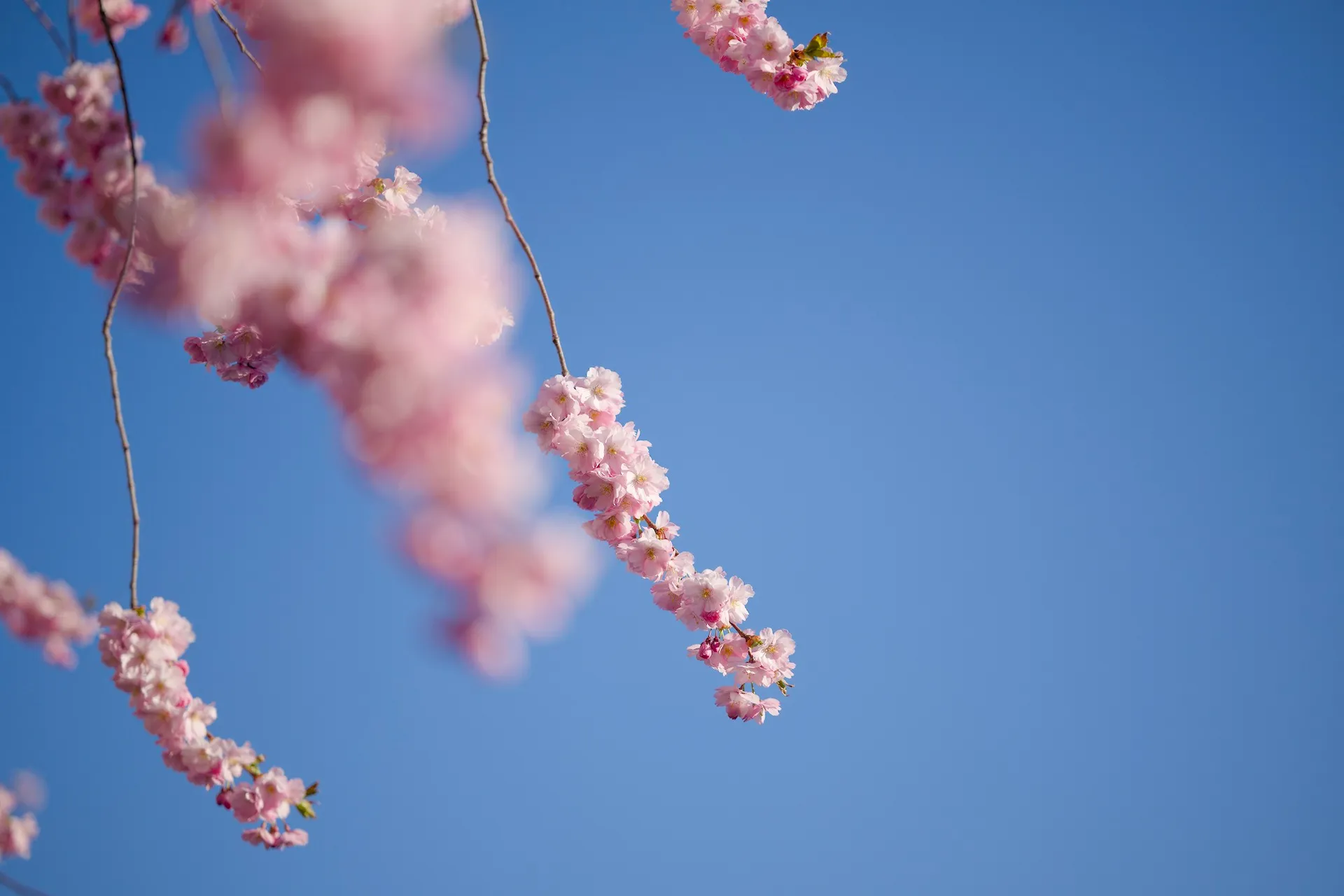 Blossomming cherry trees in Kunsträdgården