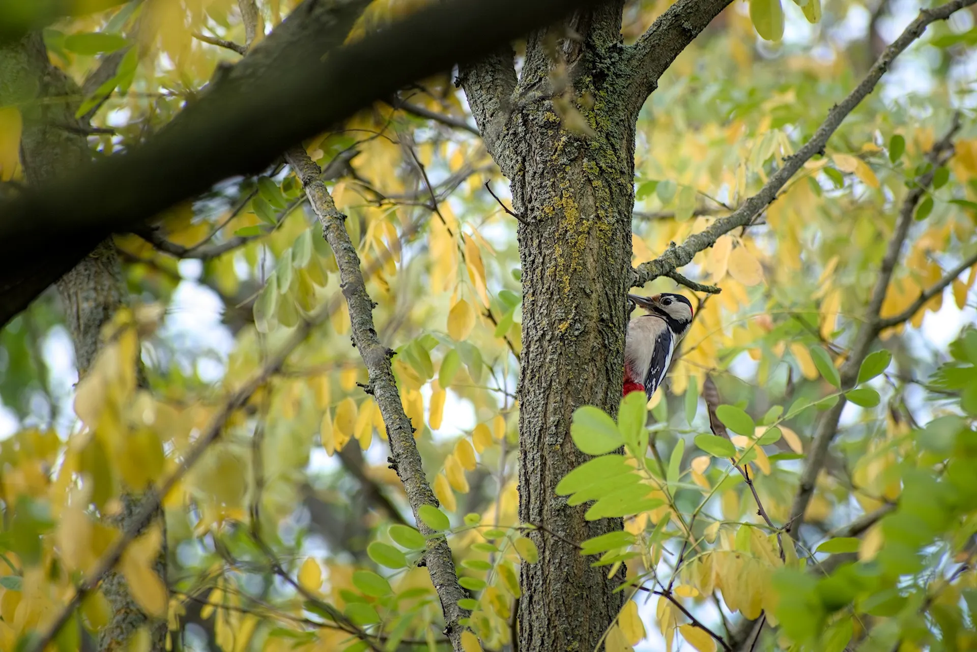 Nature photos near Szikszóstó