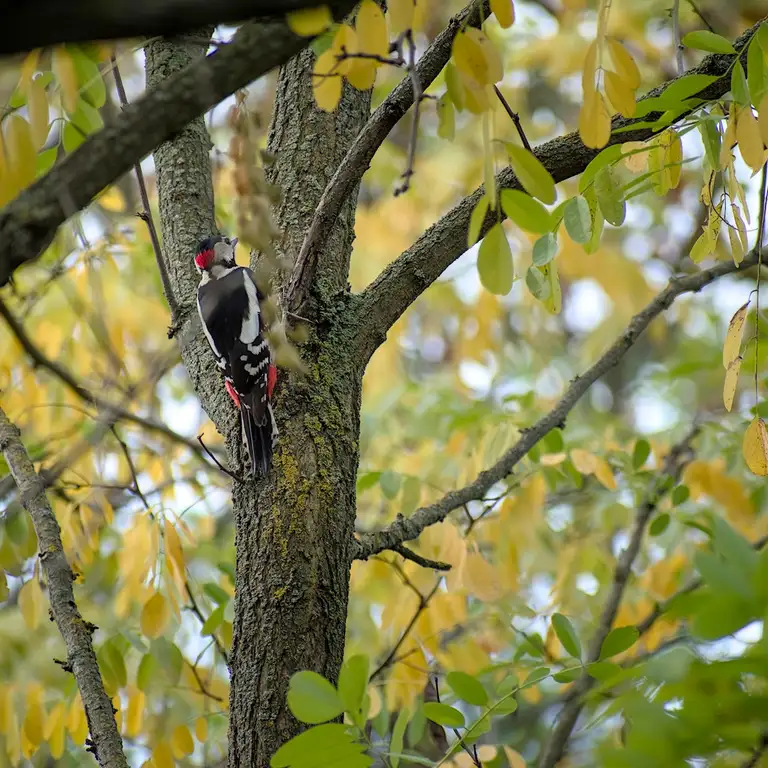 Nature photos near Szikszóstó