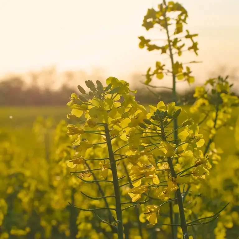 Yellow fields